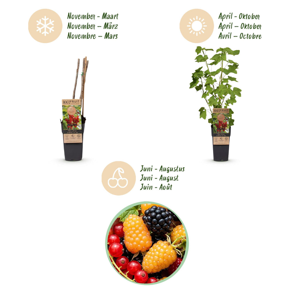 Ribes-rubes 'Mix' (dreifarbig) – 3 Pflanzen, Ø 15 cm, 50 cm hoch – Bild 5