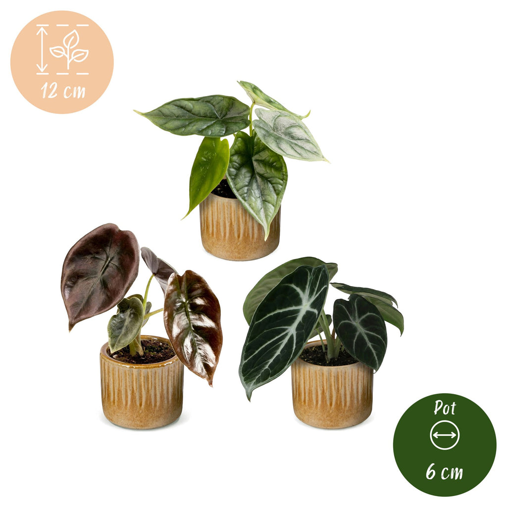 3× Baby Alocasia Tricolour (elefantøre) incl. Linnea Honey – Ø6 cm, 12 cm høj