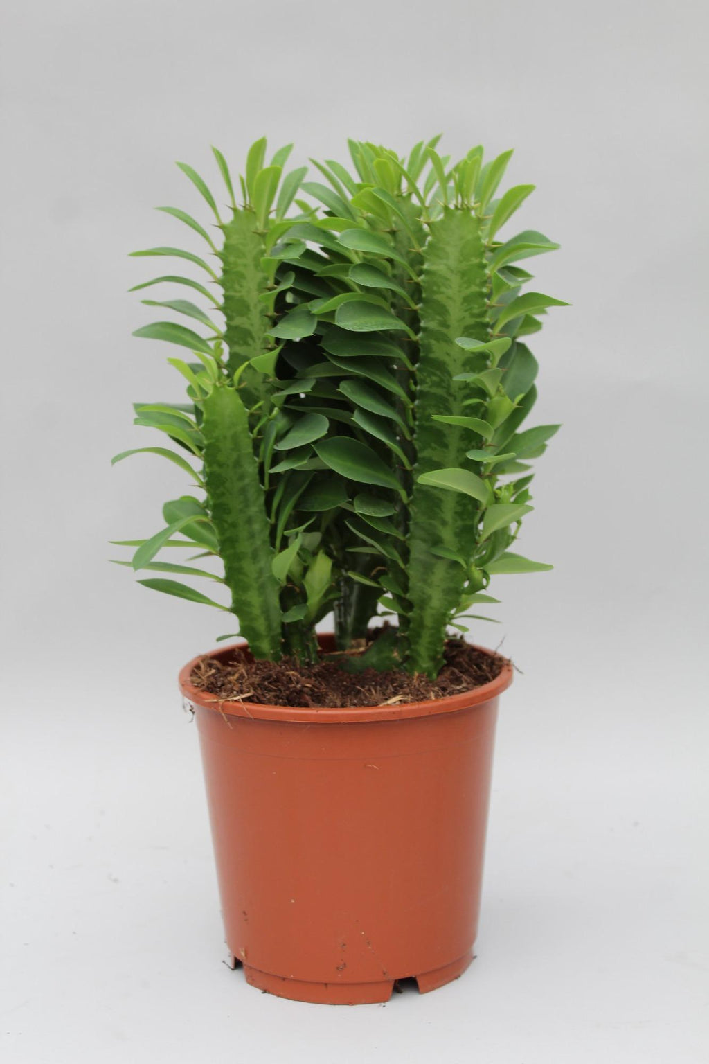 Euphorbia Trigona – Ø12 cm, 40 cm høj
