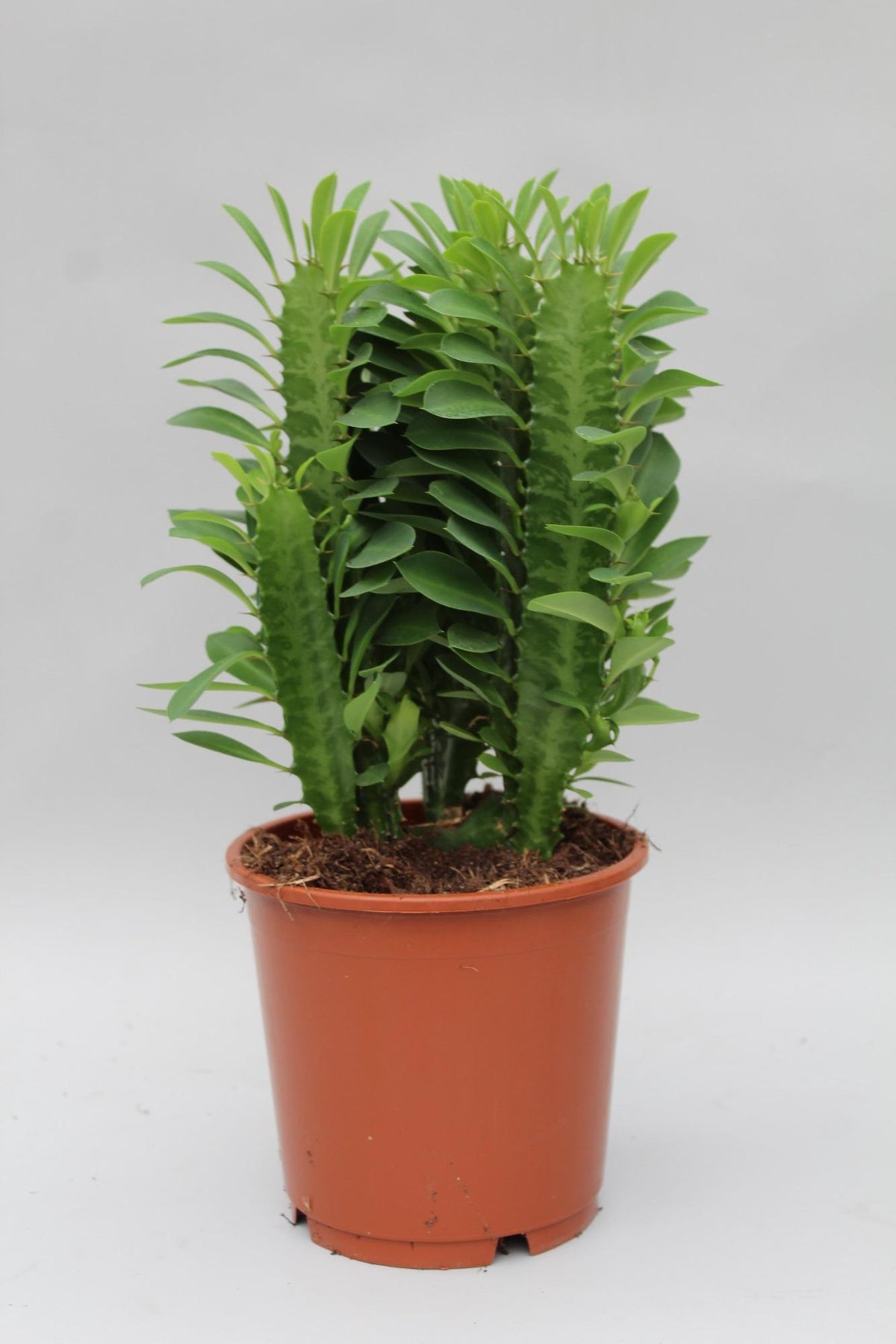 Euphorbia Trigona – Ø12 cm, 40 cm hoog