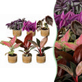 6× Baby-Pflanzen Paradise Mix inkl. Linnea Honey – Ø6 cm, 10–15 cm hoch