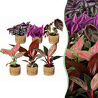 6× Baby-Pflanzen Paradise Mix inkl. Linnea Honey – Ø6 cm, 10–15 cm hoch