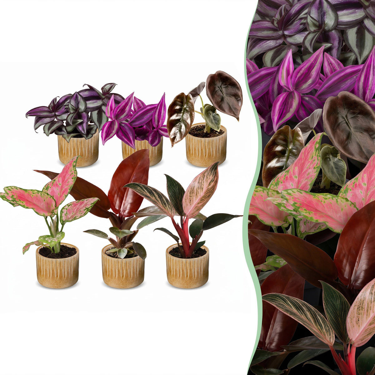 6× Baby-Pflanzen Paradise Mix inkl. Linnea Honey – Ø6 cm, 10–15 cm hoch