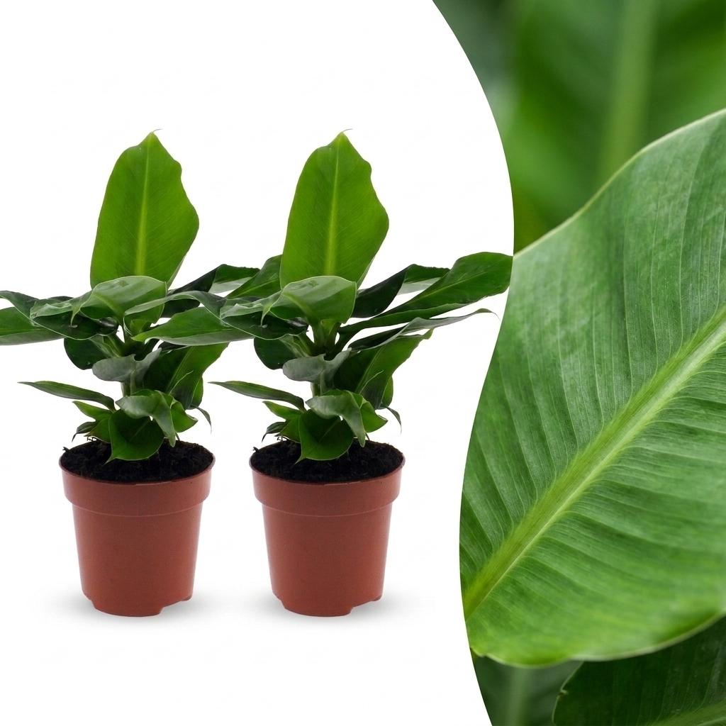 2× Musa Oriental Dwarf (bananplante) – Ø12 cm, 30 cm høj
