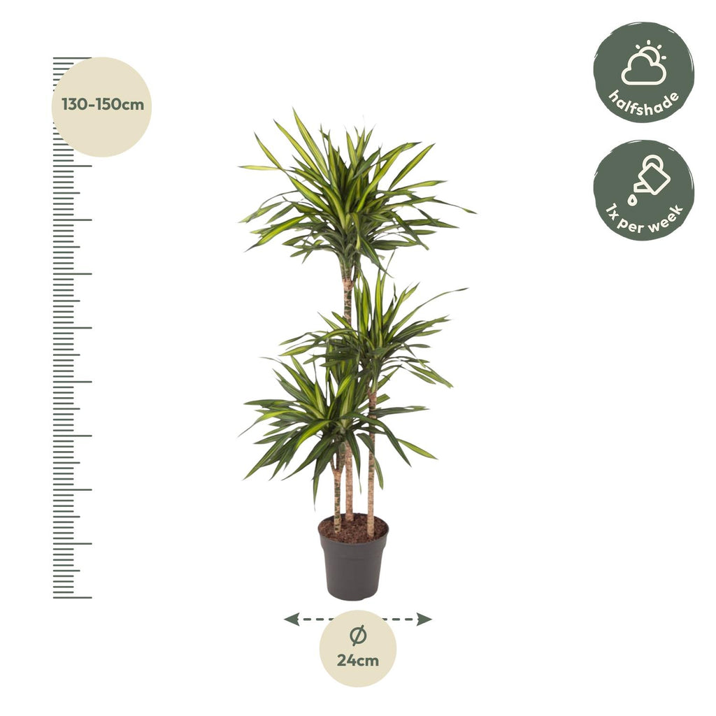 Dracaena Riki (Drachenbaum) – Ø 24 cm, 140 cm hoch