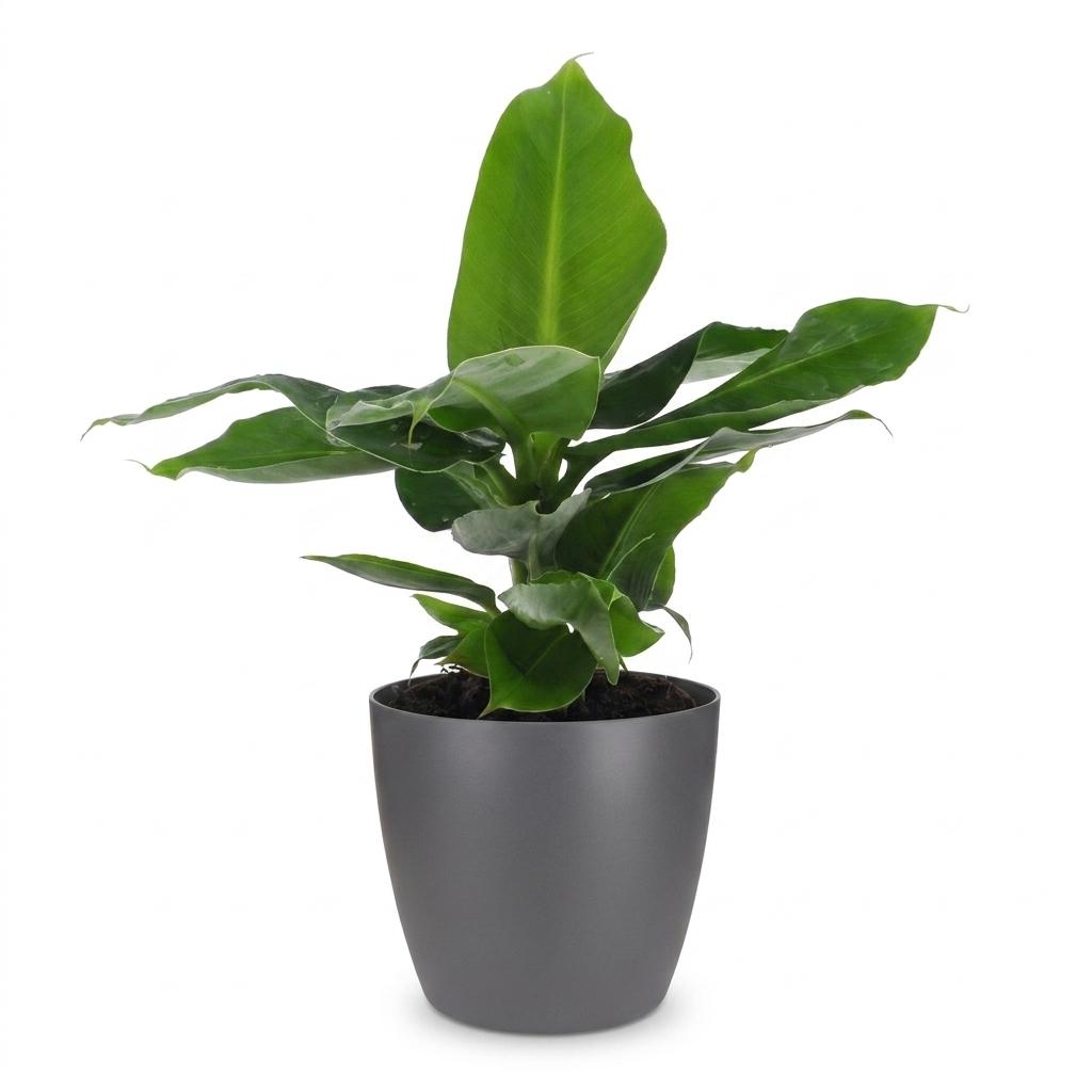 Musa Oriental Dwarf (bananier) en pot décoratif gris – Ø12 cm, 30 cm de haut – photo 2