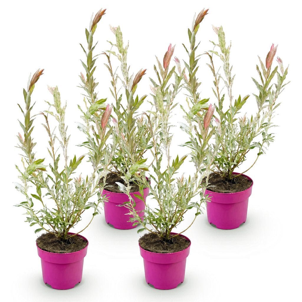 Salix 'Flamingo' (saule) – 4 plants, Ø17 cm, 40–50 cm de haut – photo 2
