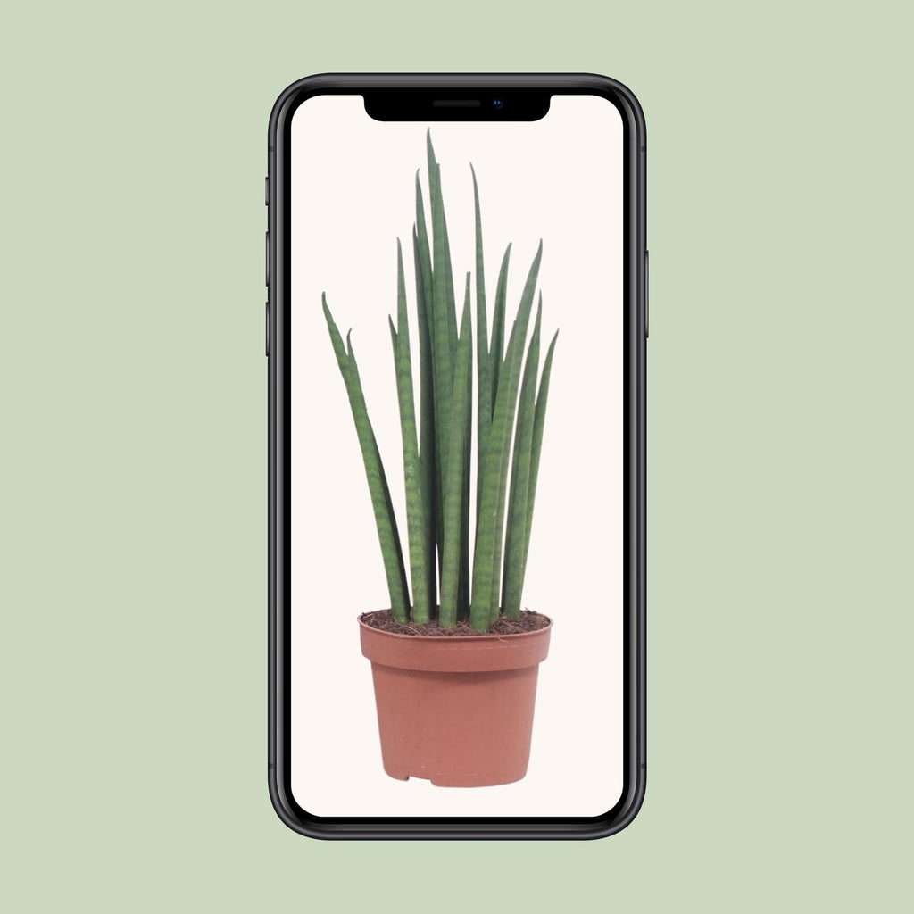 Sansevieria Mikado (svigermors tunge) – Ø12 cm, 40 cm høj
