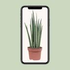 Sansevieria Mikado (svigermors tunge) – Ø12 cm, 40 cm høj