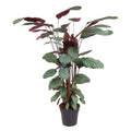 Calathea Oppenheimiana – Ø27 cm, 130 cm hoog