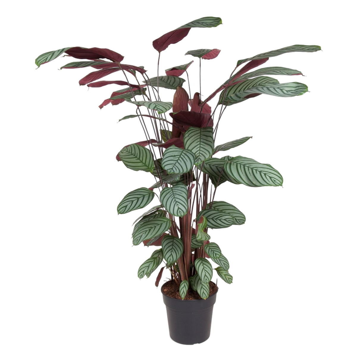 Calathea Oppenheimiana – Ø 27 cm, 130 cm hoch