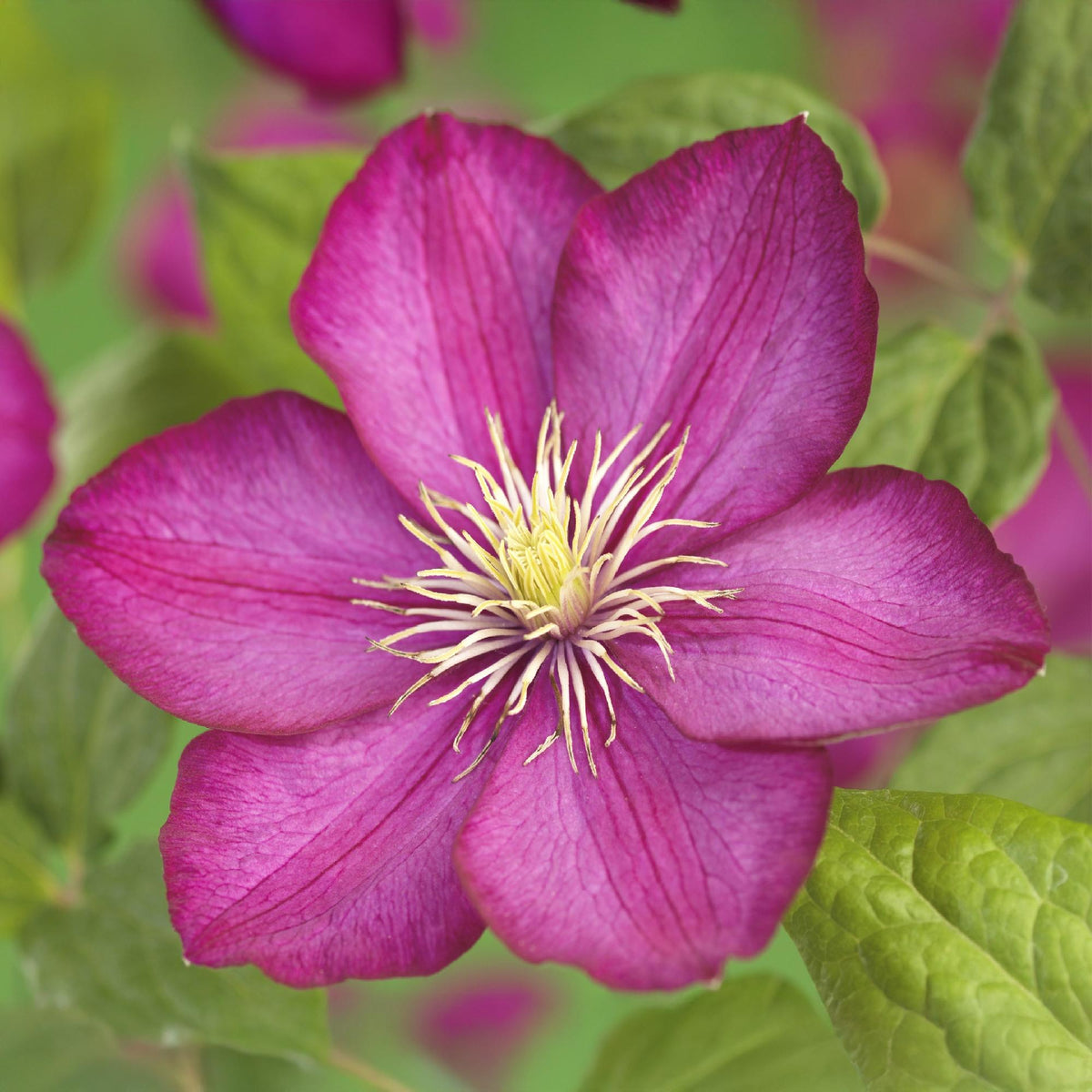 Clematis 'Ville De Lyon' (bosrank) – roze – 2 planten, Ø11 cm, 40 cm hoog