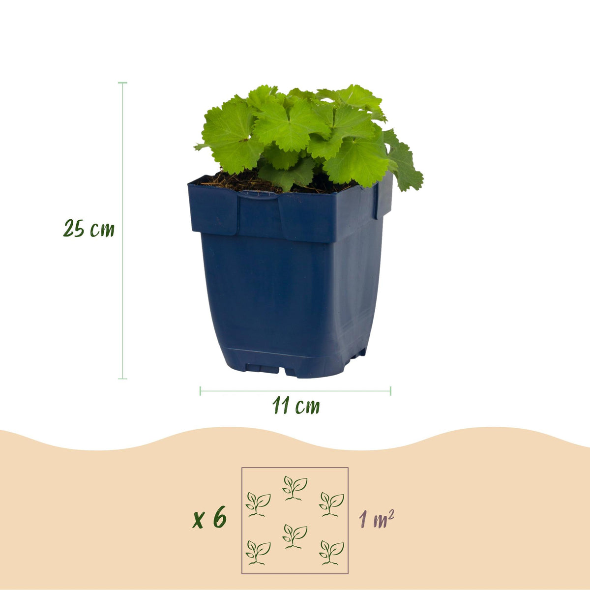 Alchemilla mollis (Frauenmantel) – gelb – 24 Pflanzen, Ø11 cm, 15–25 cm hoch – Bild 3