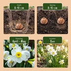 Narcis 'White Petticoat' – 40 blomsterløg (løgstørrelse 6/8)