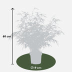 Fargesia rufa (bamboo) – 2 plants, Ø19 cm, 60 cm high