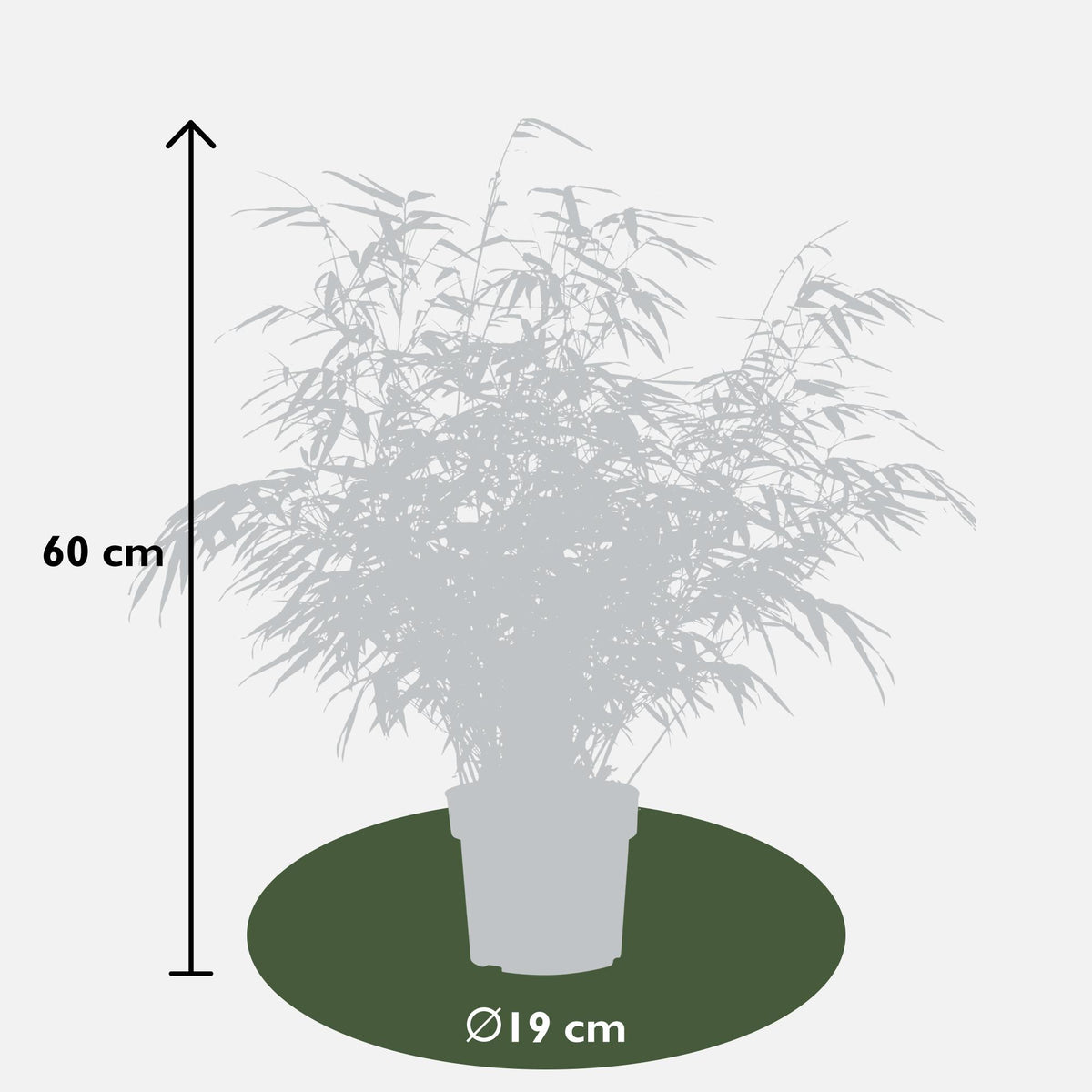 Fargesia rufa (bamboo) – 2 plants, Ø19 cm, 60 cm high – photo 5
