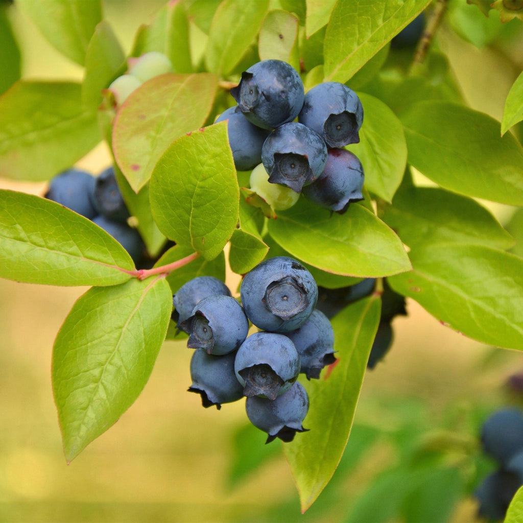 Vaccinium corymbosum 'Patriot' (myrtille) – 2 plants, Ø15 cm, 50 cm de haut – photo 5
