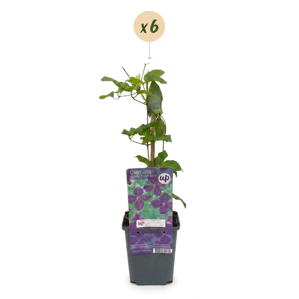 Clematis 'Viticella Polish Spirit' (Virgin's-bow-delft) – purple – 6 plants, Ø9 cm, 35 cm high – photo 2