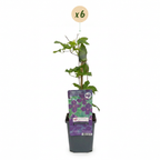 Clematis 'Viticella Polish Spirit' (Virgin's-bow-delft) – purple – 6 plants, Ø9 cm, 35 cm high