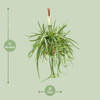 Lepismium Bolivianum (Cactaceae) – Ø17 cm, 55 cm høj
