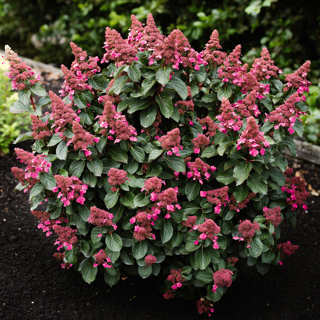 Hydrangea panniculata 'Living Infinity' (Rispenhortensie) – weiß – Ø12 cm, 20–30 cm hoch – Bild 6