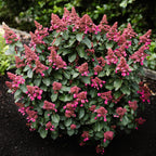 Hydrangea panniculata 'Living Infinity' (Rispenhortensie) – weiß – Ø12 cm, 20–30 cm hoch