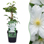 Clematis 'Jackmanii Huldine' (clématite) – blanc – 6 plantes, Ø9 cm, 35 cm de haut