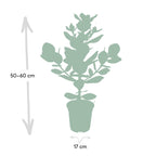 Clusia Rosea Princess – Ø17 cm, 60 cm de haut