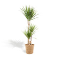 Dracaena (Drachenbaum) mit Korb – Ø 21 cm