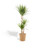 Dracaena (Drachenbaum) mit Korb – Ø 21 cm