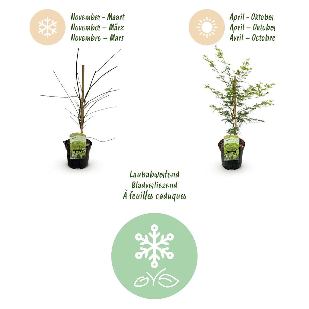 Acer palmatum 'Emerald Lace' (Japanischer Ahorn) – 2 Pflanzen, Ø 19 cm, 70 cm hoch – Bild 4