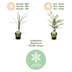 Acer palmatum 'Emerald Lace' (Japanischer Ahorn) – 2 Pflanzen, Ø 19 cm, 70 cm hoch