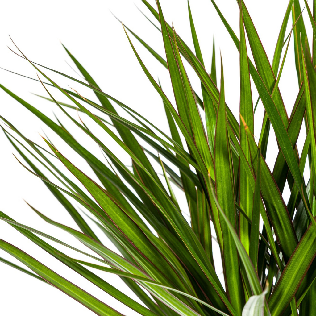 Dracaena marginata Green (Drachenbaum) mit Korb – Ø 24 cm, 130–150 cm hoch