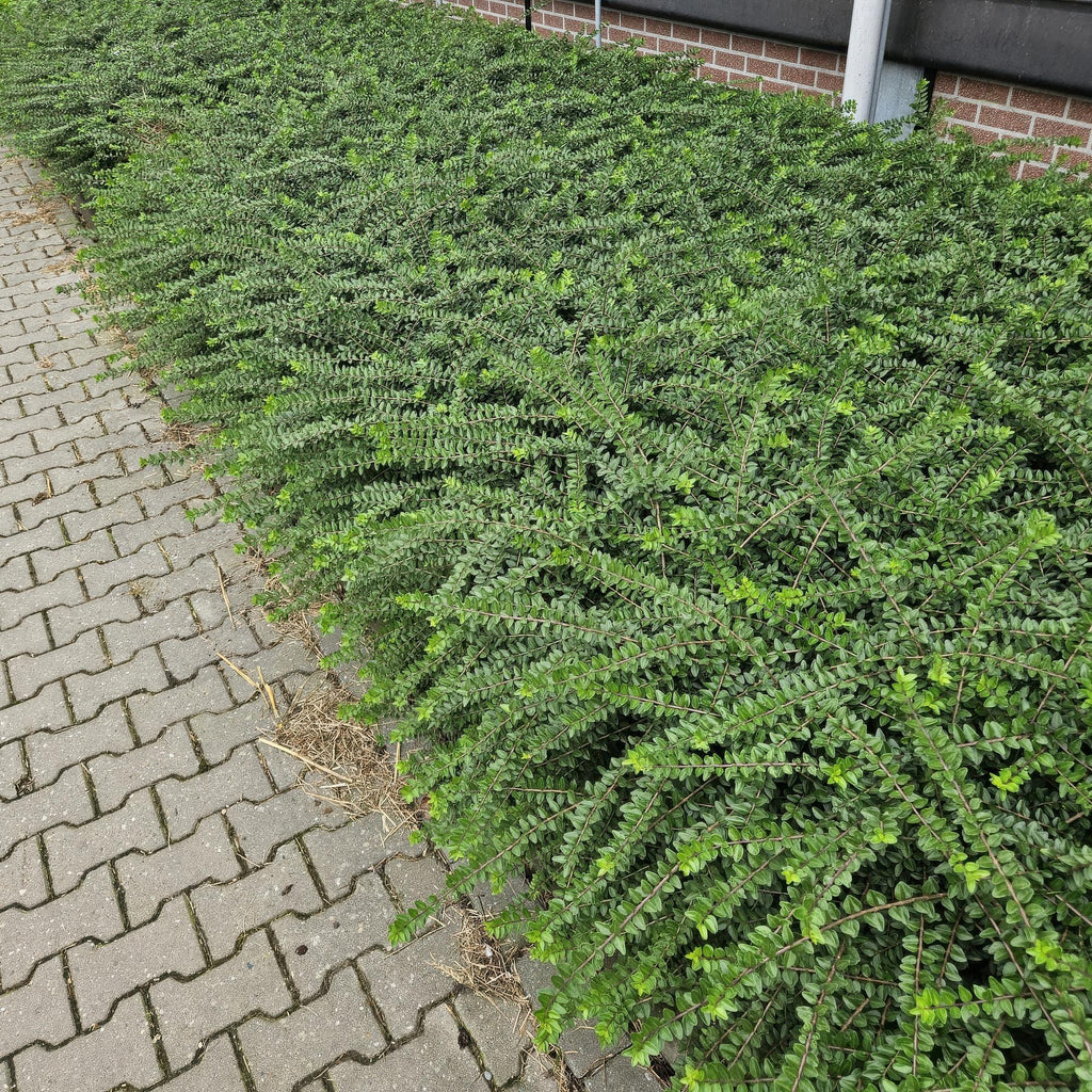Lonicera nit. 'Maigrün' (honeysuckle) – 6 plants, Ø9 cm, 10–25 cm high – photo 6