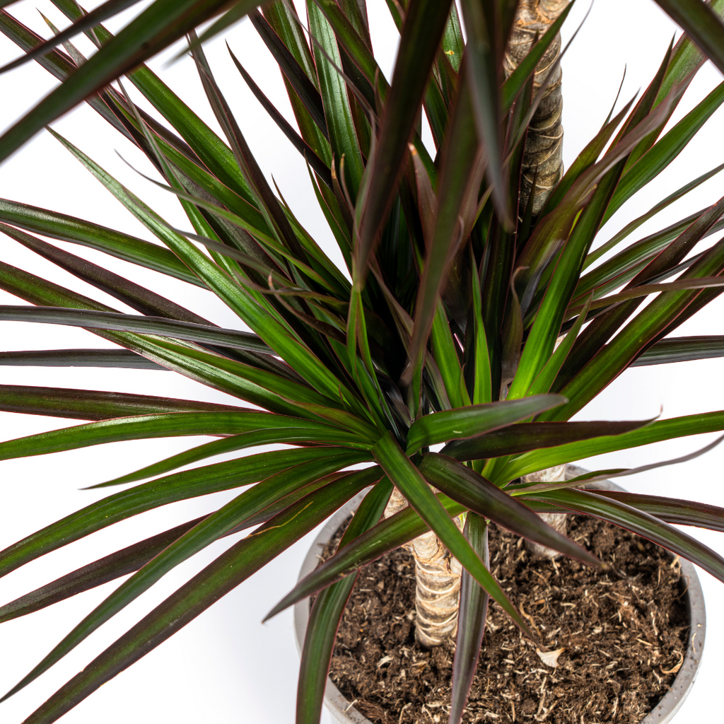 Dracaena marginata Magenta (arbre dragonnier) – Ø19 cm, 70–90 cm de haut