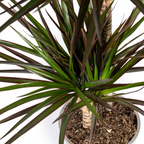 Dracaena marginata Magenta (arbre dragonnier) – Ø19 cm, 70–90 cm de haut