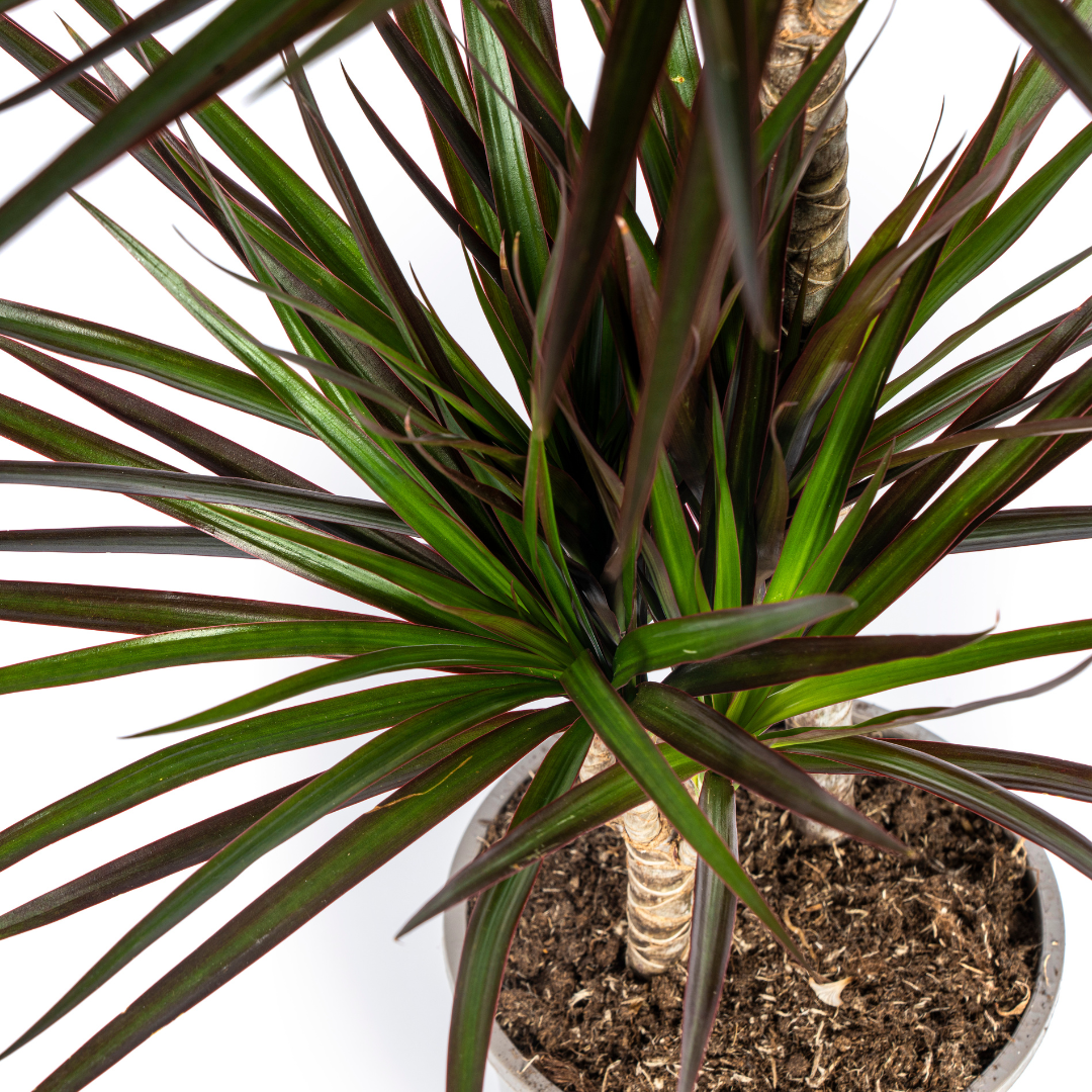 Dracaena marginata Magenta (drakenboom) – Ø19 cm, 70–90 cm hoog