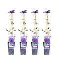 Clematis 'The President' (bosrank) – 4 planten, Ø15 cm, 65 cm hoog