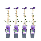 Clematis 'The President' (bosrank) – 4 planten, Ø15 cm, 65 cm hoog