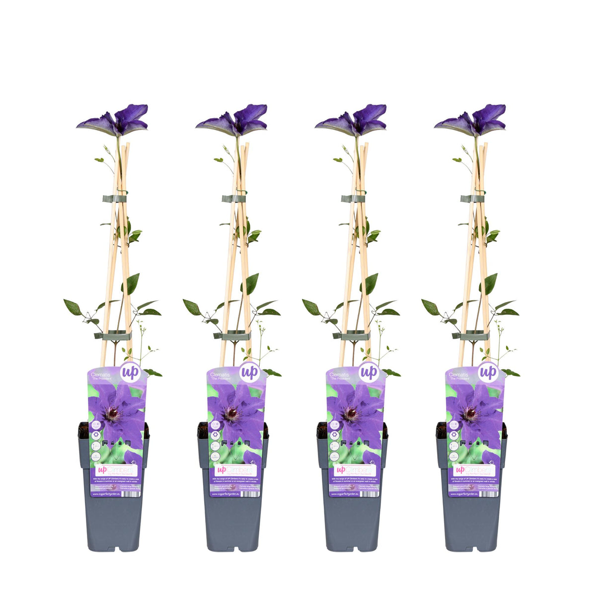 Clematis 'The President' (bosrank) – 4 planten, Ø15 cm, 65 cm hoog