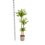 Dracaena Deremensis Rikki (Drachenbaum) mit Korb – Ø 24 cm, 130–150 cm hoch
