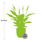 Spathiphyllum 12 Cm Torelli in ELHO Vibes Fold 14cm geel (lepelplant) – 45 cm hoog