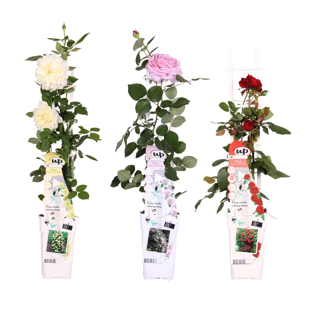 Rosa mix (rose) – 3 plants, Ø15 cm, 65 cm high