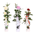 Rosa mix (rose) – 3 plants, Ø15 cm, 65 cm high