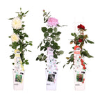 Rosa mix (rose) – 3 plants, Ø15 cm, 65 cm high