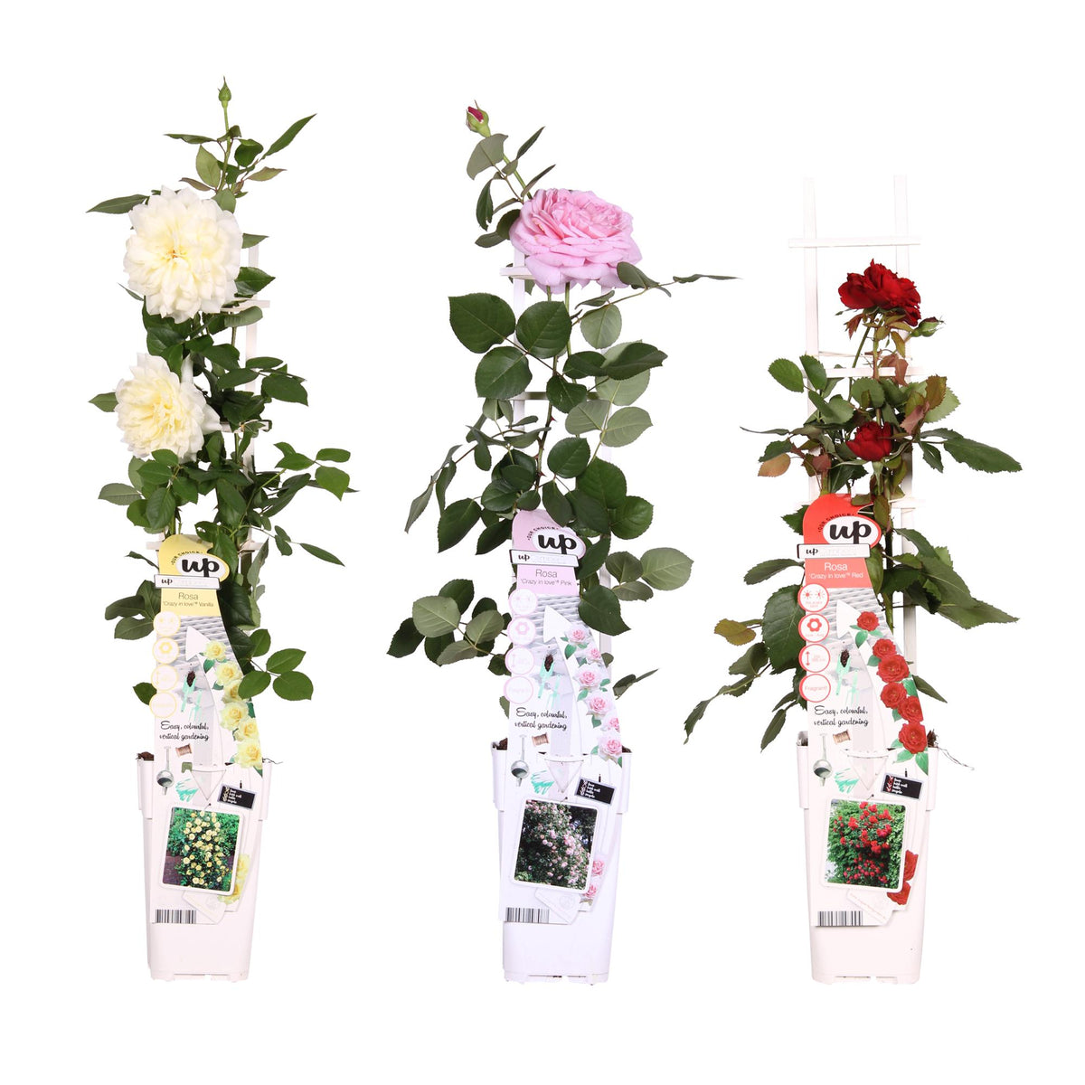 Rosa mix (rose) – 3 plants, Ø15 cm, 65 cm high