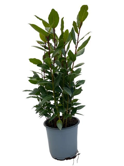 Laurus nobilis (bay laurel) – Ø14 cm, 35 cm high