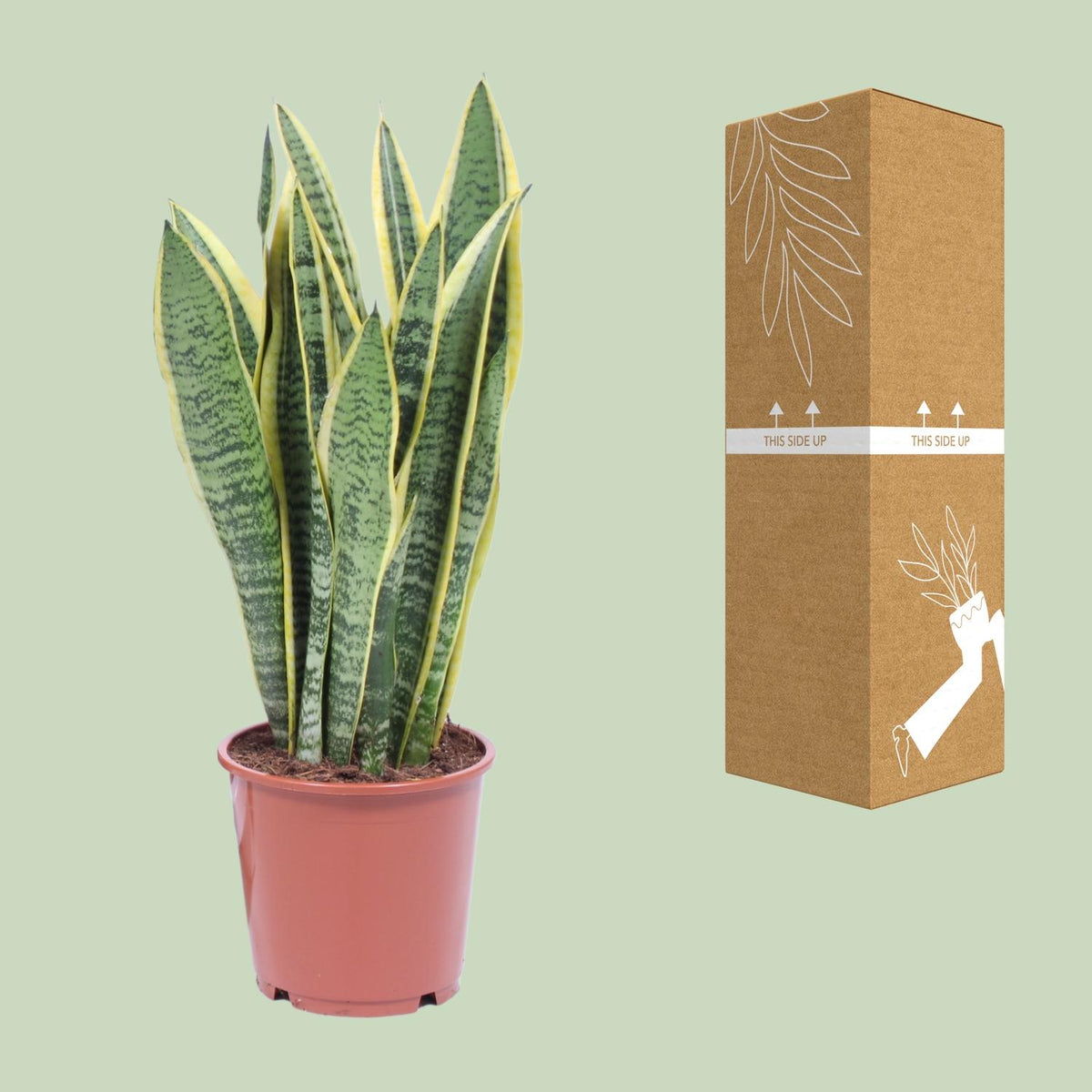 Sansevieria trifasciata Laurentii (vrouwentong) – Ø14 cm, 40 cm hoog