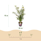 Acer palmatum 'Jerre Swarts' (Japanischer Ahorn) – orange-rot – Ø 26 cm, 90 cm hoch