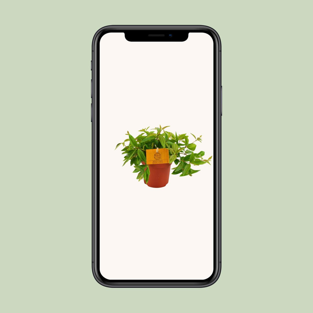 Peperomia Ang. Rocca Vivace – Ø11 cm, 15 cm høj
